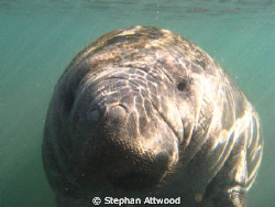 Manatees in the Homosassa river by Stephan Attwood 